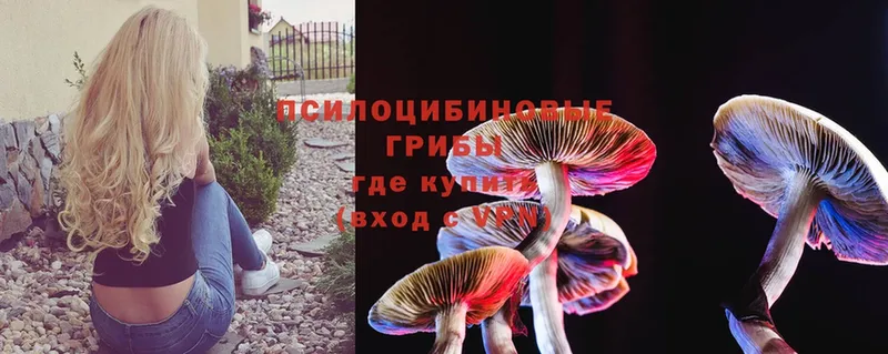 закладка  Тара  Псилоцибиновые грибы Psilocybine cubensis 